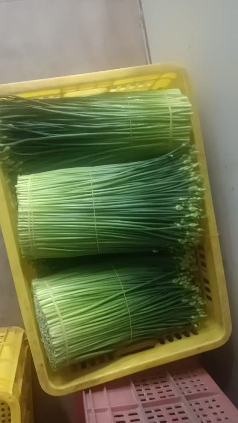 广西韭苔多年批发货源充足质优价廉品质保证欢迎老板咨询