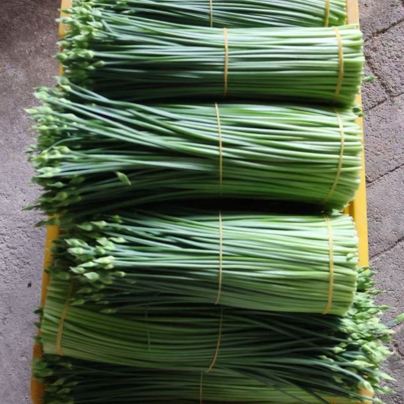 韭苔货源充足，全国发货，厂里有货，价格美丽
