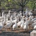三花鹅果园散养180天+1000只