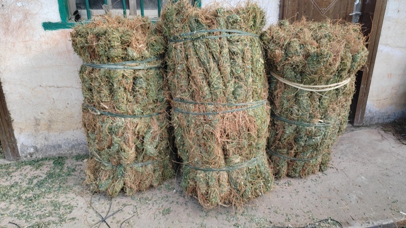 小叶鸡骨草，今年新鲜