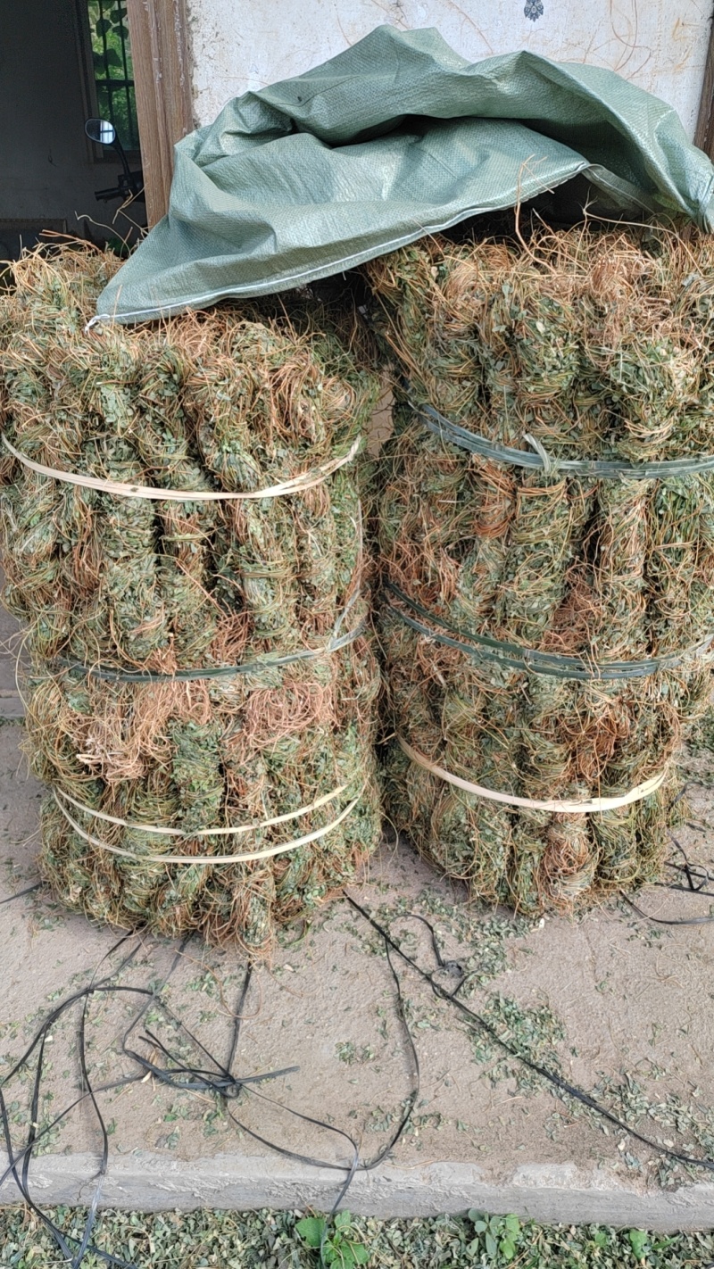 小叶鸡骨草，今年新鲜