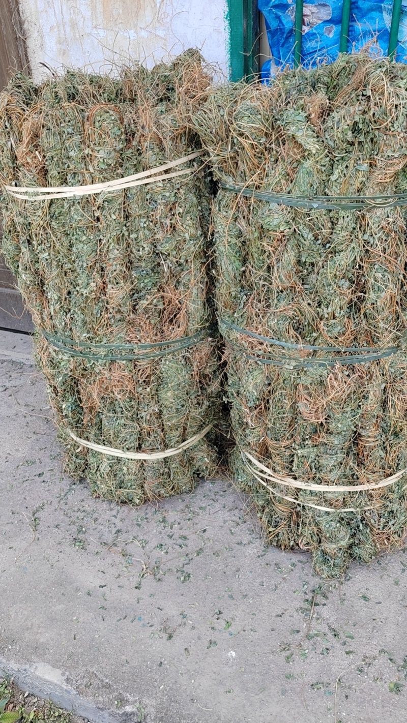 小叶鸡骨草，今年新鲜