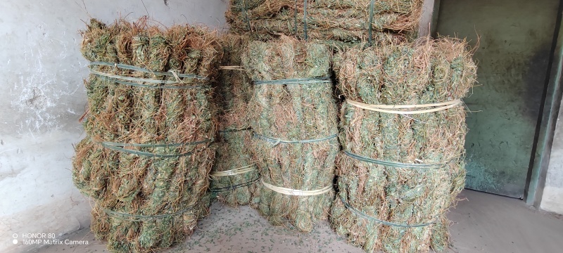 小叶鸡骨草，今年新鲜