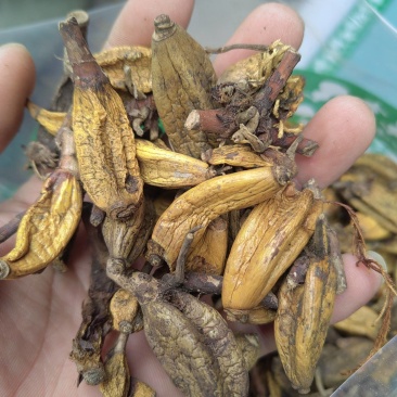 石仙桃代加工超细粉破壁粉