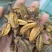 石仙桃代加工超细粉破壁粉