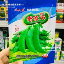 甜脆奇珍76甜豌豆种子荷兰豆种籽水果豌豆种子耐寒甜脆豆