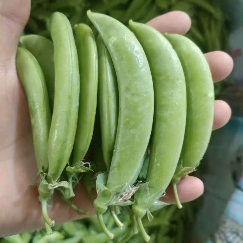 甜脆奇珍76甜豌豆种子荷兰豆种籽水果豌豆种子耐寒甜脆豆