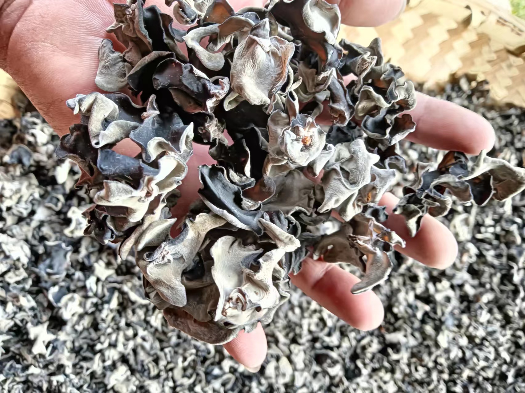 高清拍摄溯源标签细节:左上角‘伊春秋木耳’地理标志专用章清晰可见;SC编号下方印有‘黑龙江省农科院食用菌所监制’;二维码旁标注‘扫码验真·多糖≥8.5%’;右侧为手机扫码后显示的电子检测单,红色框标出关键数值:总多糖8.72%、二氧化硫<1.0mg/kg(未检出)、铅0.08mg/kg 秋木耳产地溯源标签特写图:展示带防伪二维码的包装(含地理标志专用章、SC生产许可证号、检测报告查询入口)及对应扫码后的电子检测单界面(重点标出多糖含量8.72%、二氧化硫未检出)