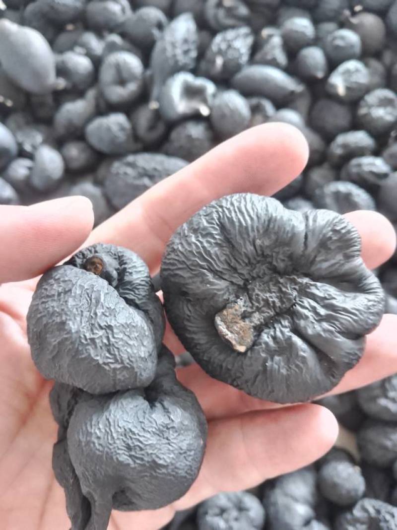 野生乌灵参干品，实心，纯黑，各种规格都有现货