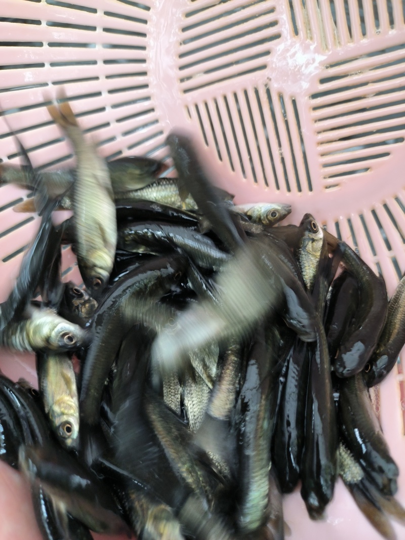 广东省清远市，青鱼鱼苗，渔场自供，苗优价廉，常年供应