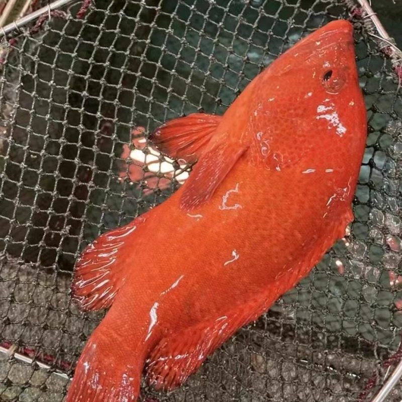 红瓜子斑一原条单冻