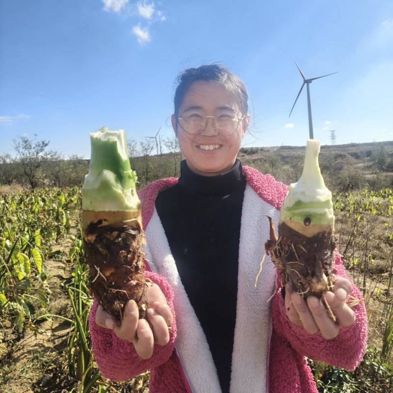 富硒高钙香，商品果。高钙香芋量大，软糯香甜。好吃好吃好吃