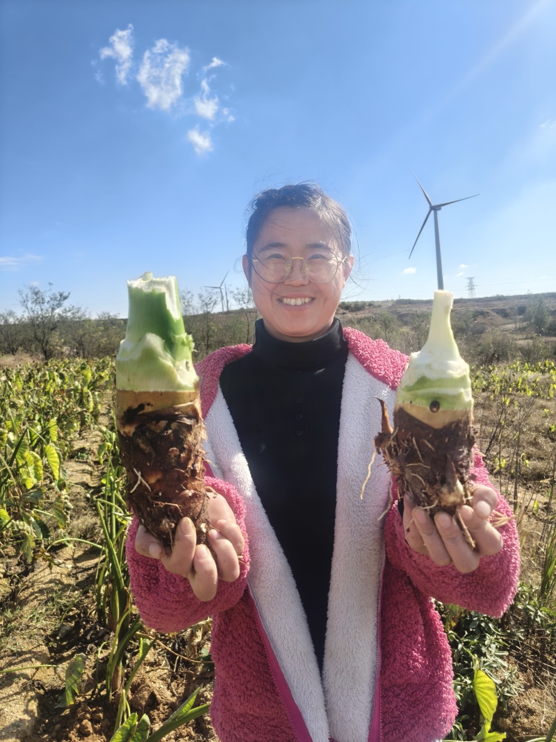 富硒高钙香，商品果。高钙香芋量大，软糯香甜。好吃好吃好吃