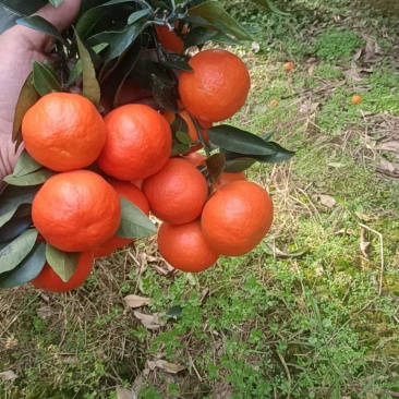 东方红蜜橘、世纪红蜜橘口感香甜细腻化渣产地货源充足