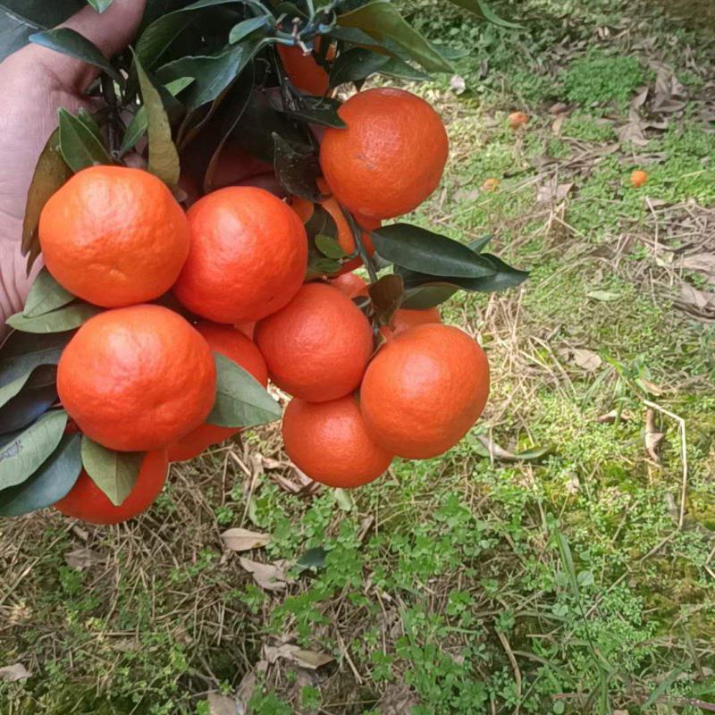 东方红蜜橘、世纪红蜜橘口感香甜细腻化渣产地货源充足
