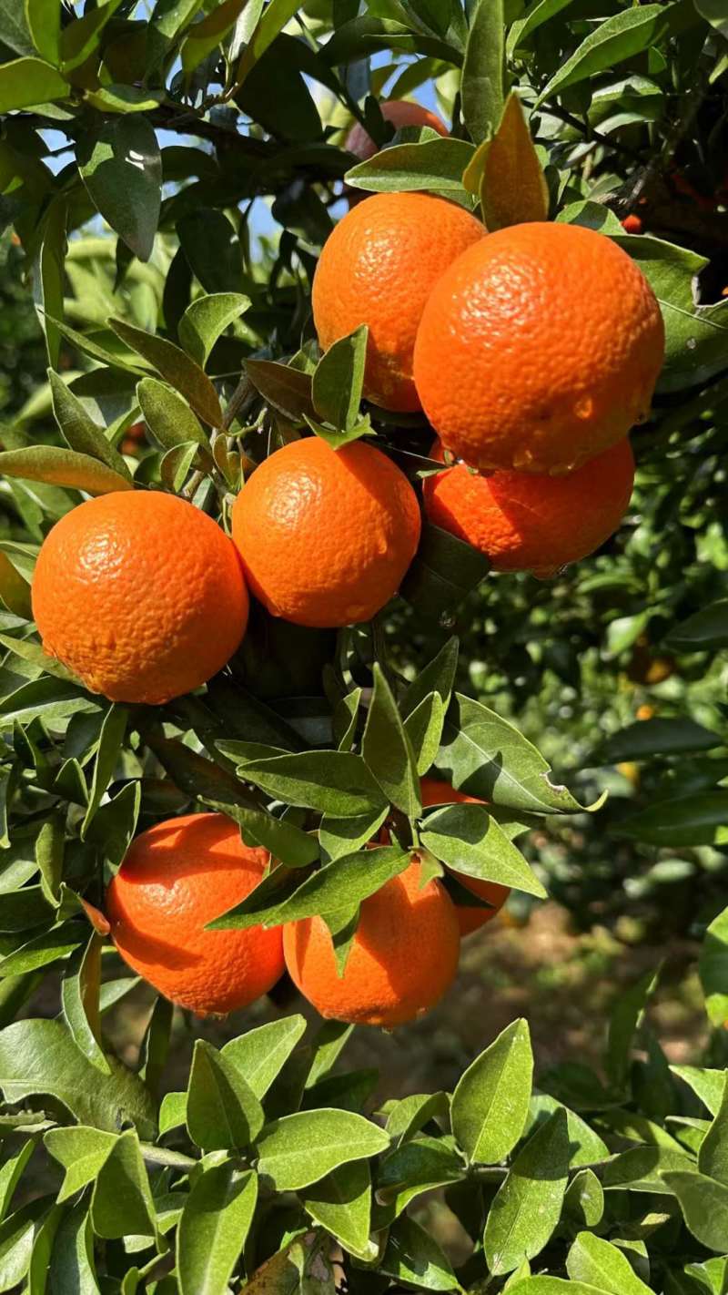 东方红蜜橘、世纪红蜜橘口感香甜细腻化渣产地货源充足