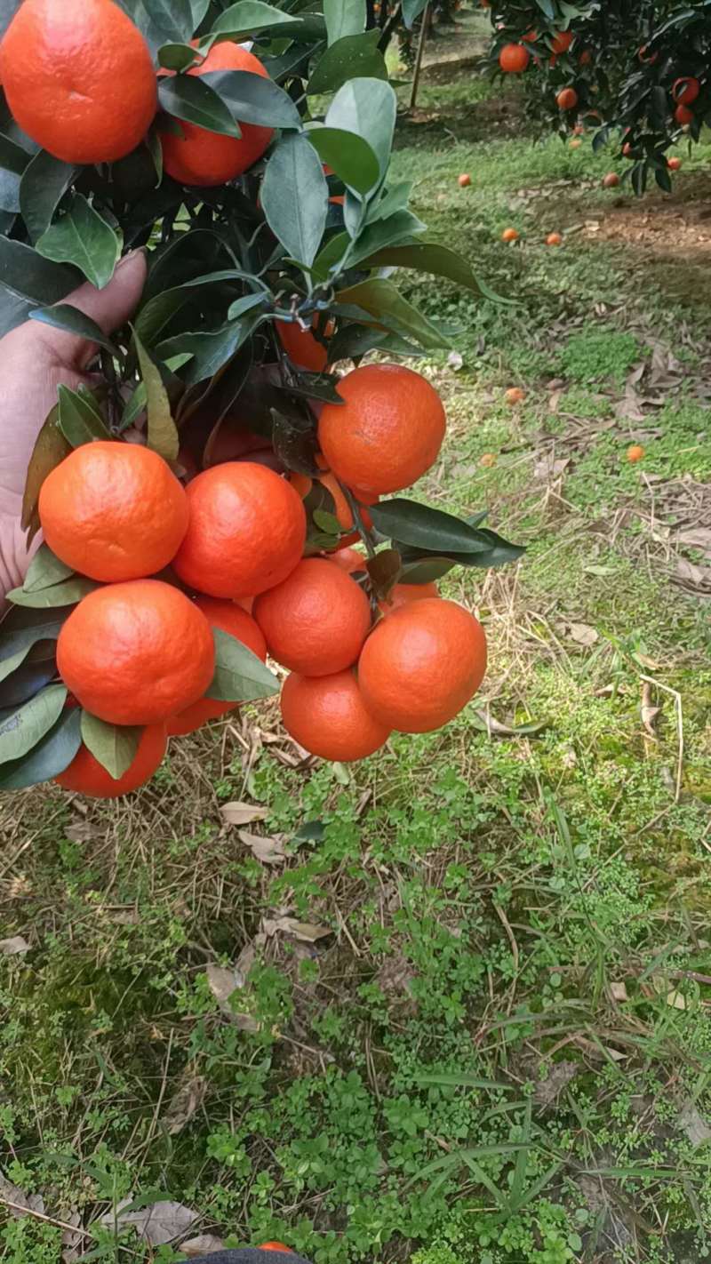 东方红蜜橘、世纪红蜜橘口感香甜细腻化渣产地货源充足