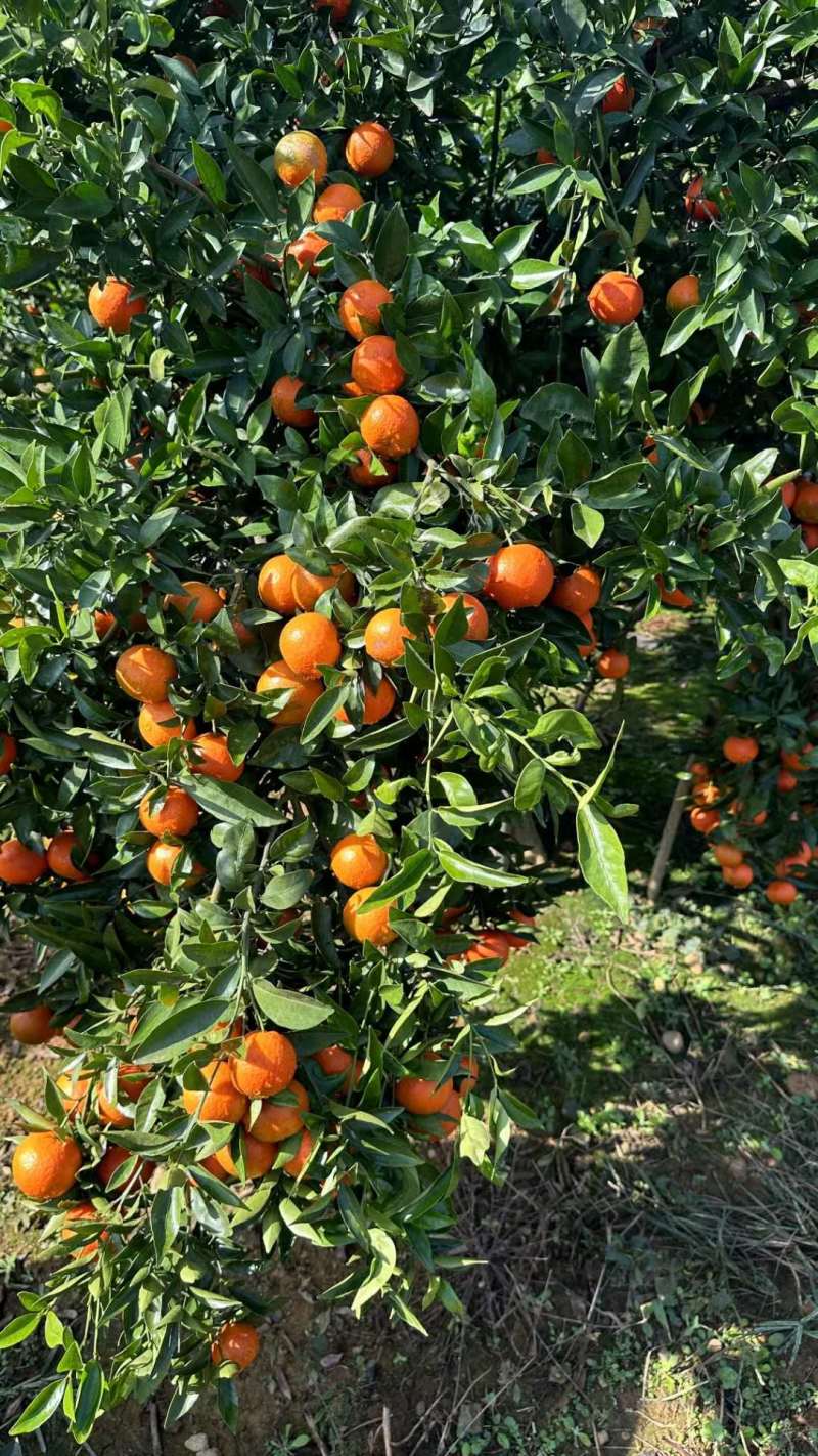 东方红蜜橘、世纪红蜜橘口感香甜细腻化渣产地货源充足