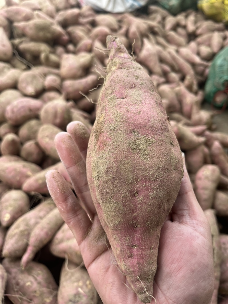 红薯粉纯正红薯粉无任何添加安徽大别山纯种红薯厂家直销量大从优