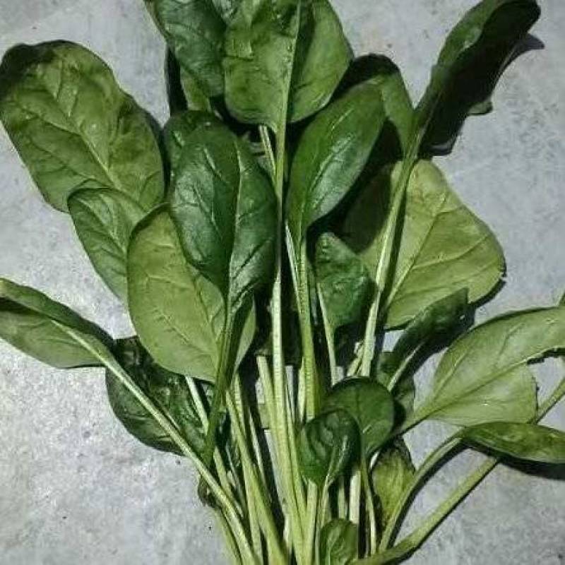 大叶菠菜，趴地菠菜，大棚种植，欢迎大家联系我