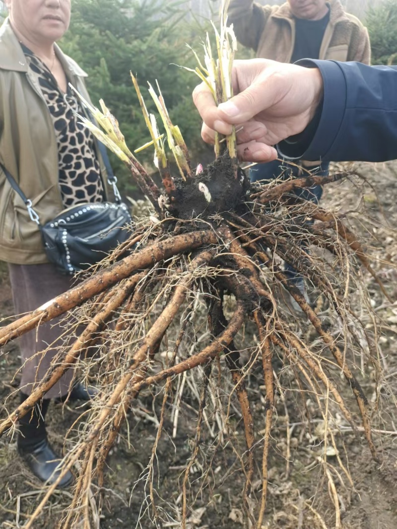 大量收购鲜白芍，赤芍