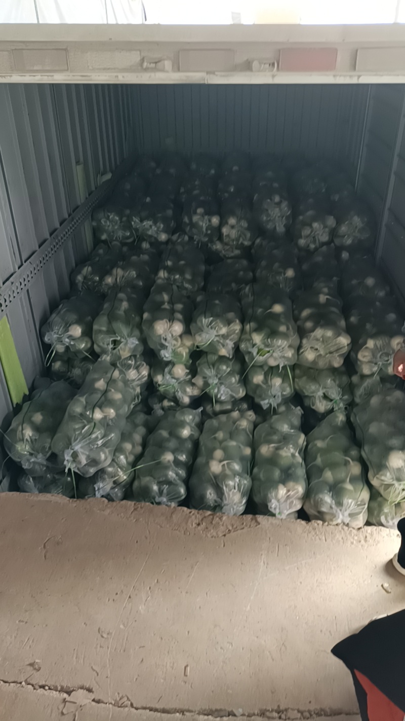 青萝卜宝玉。宝玉萝卜标包一包50斤