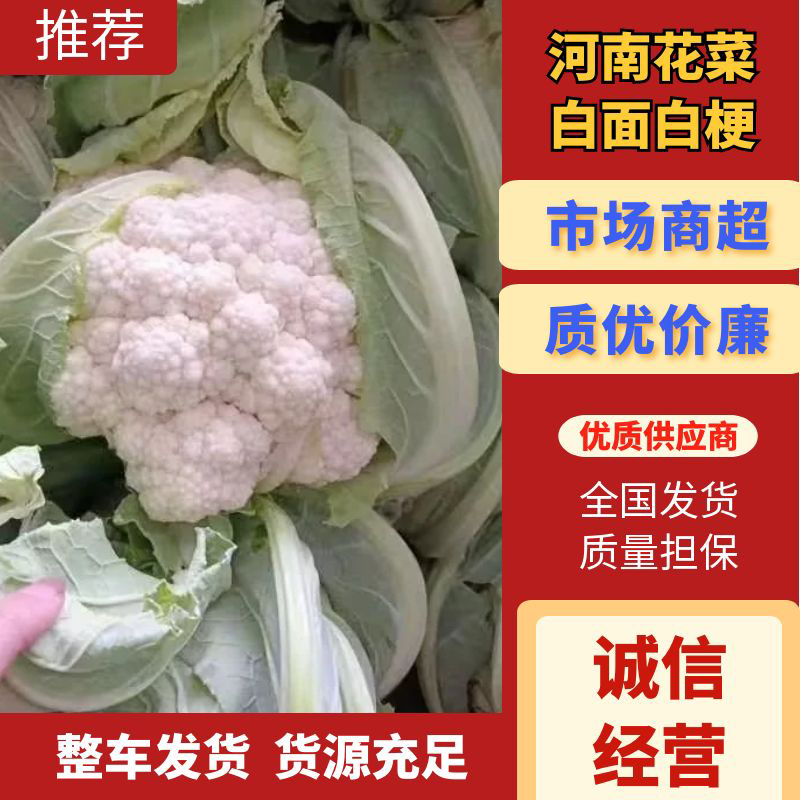 【精品花菜】河南安阳白面白梗松花菜新鲜上市，量大现货