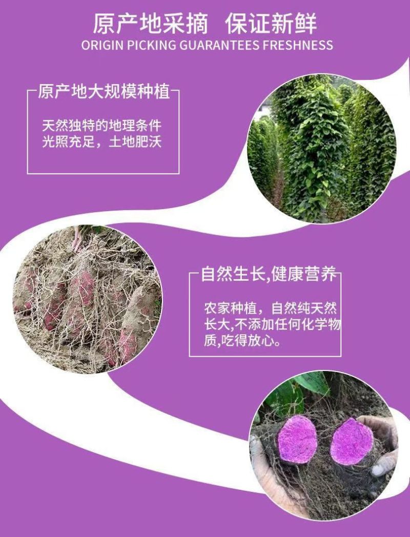 （包邮）紫山药铁棍山药紫淮山药大薯脚板薯紫薯毛薯新鲜蔬菜