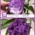 （包邮）紫山药铁棍山药紫淮山药大薯脚板薯紫薯毛薯新鲜蔬菜