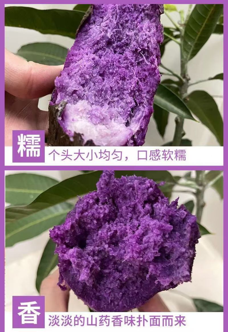 （包邮）紫山药铁棍山药紫淮山药大薯脚板薯紫薯毛薯新鲜蔬菜