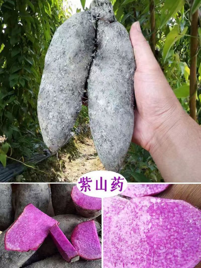 （包邮）紫山药铁棍山药紫淮山药大薯脚板薯紫薯毛薯新鲜蔬菜