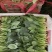 精品【大叶菠菜】万亩精品大棚菠菜直发欢迎采购