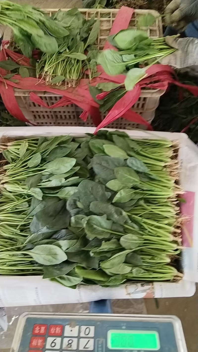 精品【大叶菠菜】万亩精品大棚菠菜直发欢迎采购