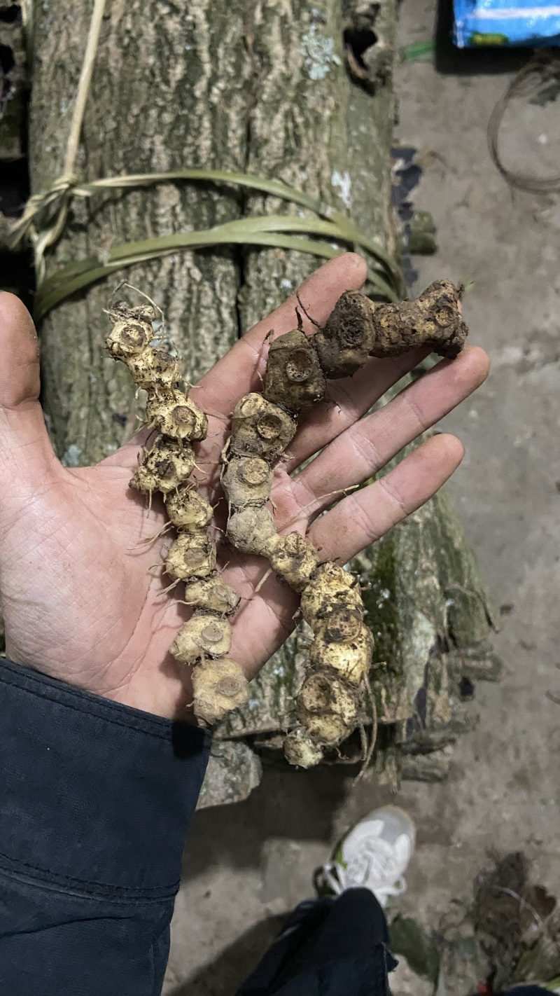 贵州纯野生多花黄精鲜货老虎姜