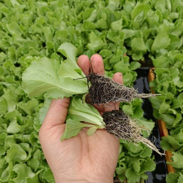 美国大速生菜苗结球生菜，菜型好，移栽后易管理无病害药害