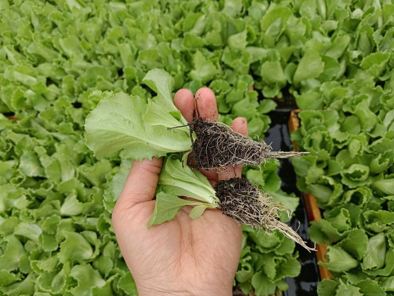 美国大速生菜苗结球生菜，菜型好，移栽后易管理无病害药害