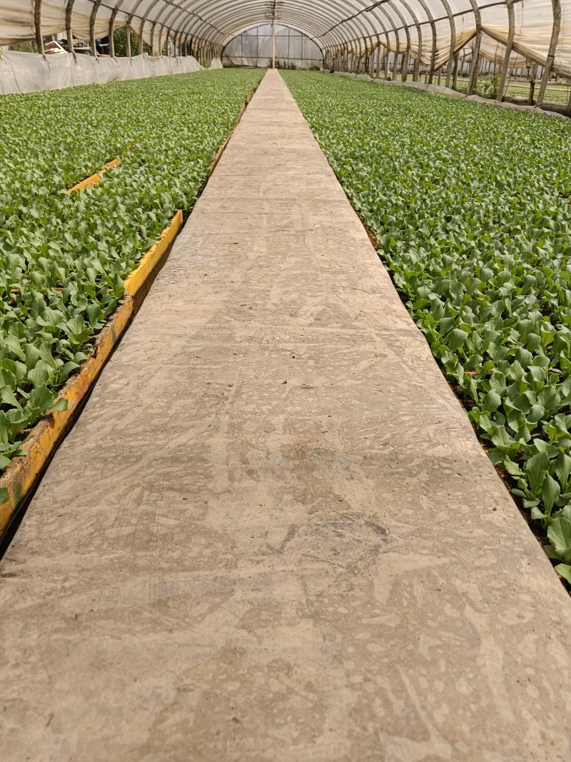 美国大速生菜苗结球生菜，菜型好，移栽后易管理无病害药害