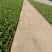 美国大速生菜苗结球生菜，菜型好，移栽后易管理无病害药害