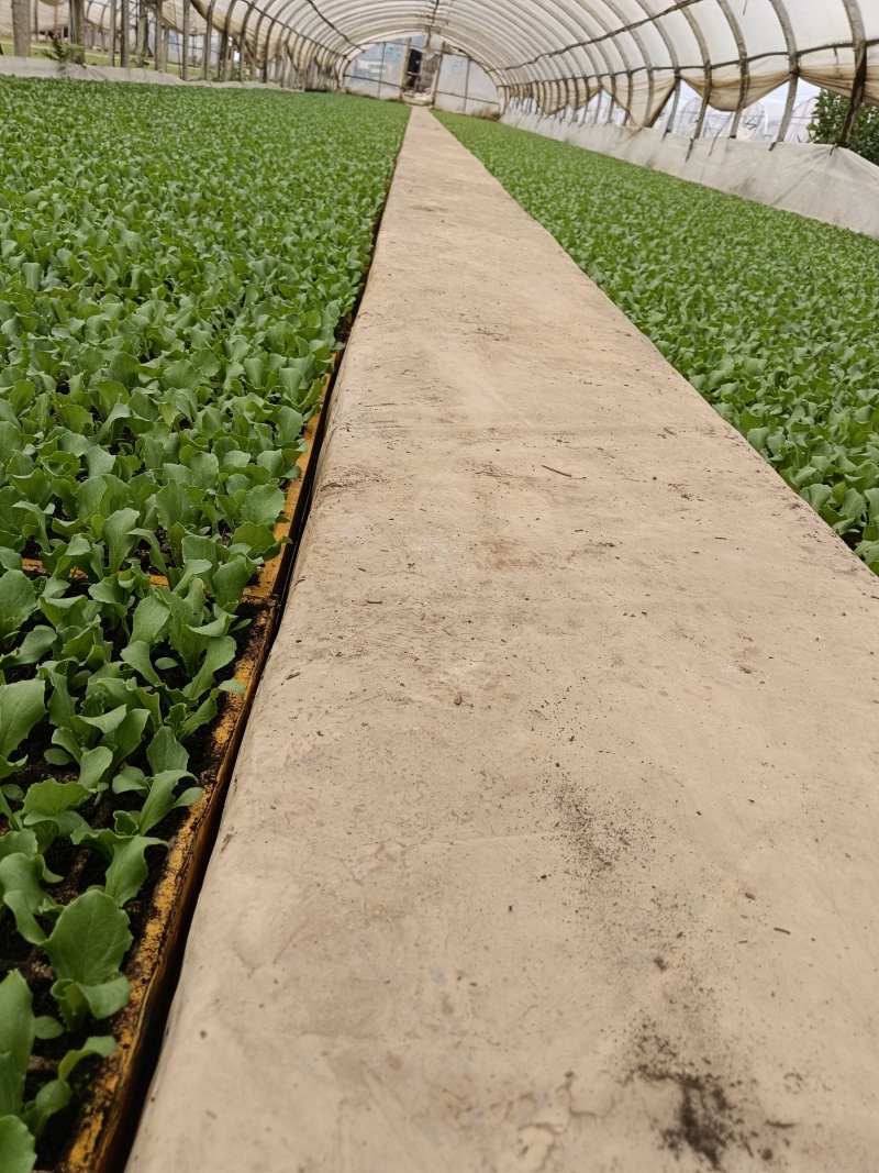 美国大速生菜苗结球生菜，菜型好，移栽后易管理无病害药害