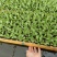 美国大速生菜苗结球生菜，菜型好，移栽后易管理无病害药害
