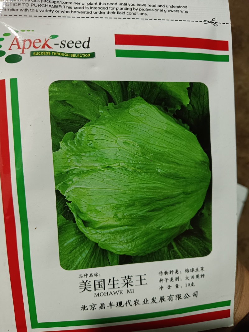 美国大速生菜苗结球生菜，菜型好，移栽后易管理无病害药害