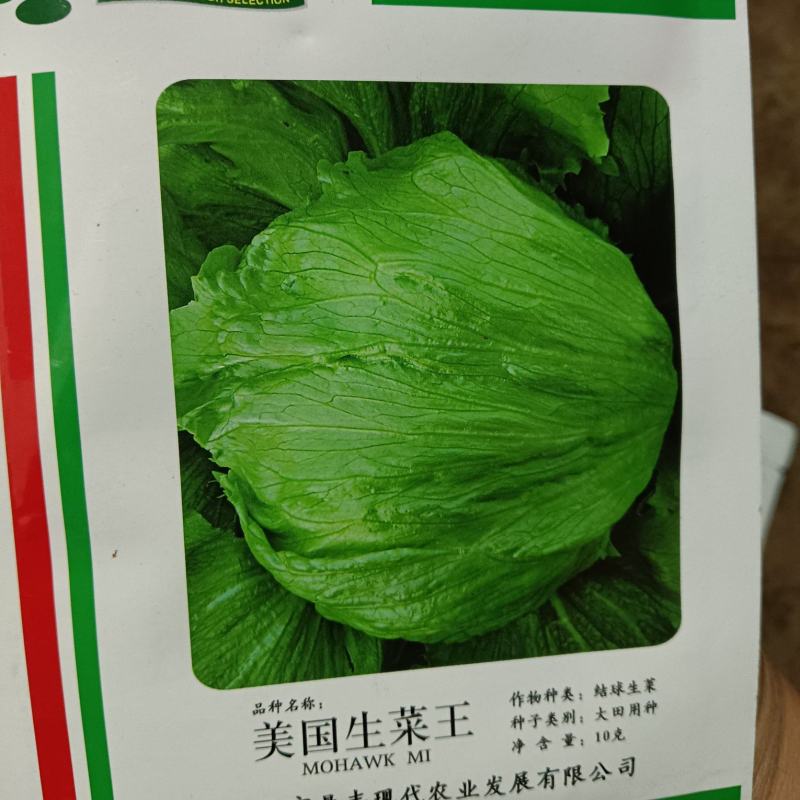 美国大速生菜苗结球生菜，菜型好，移栽后易管理无病害药害