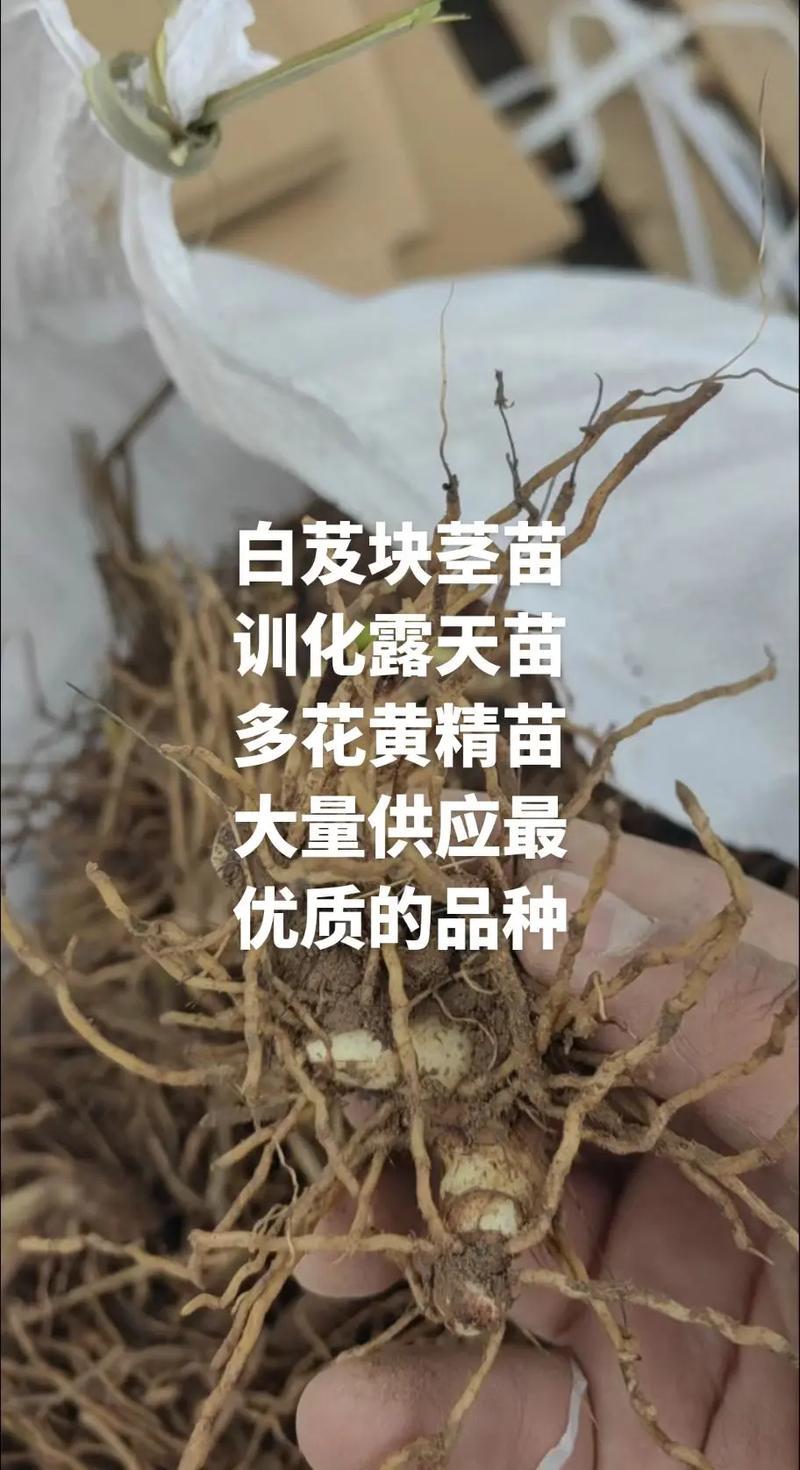 白芨苗紫花三叉白芨苗露天苗中宽叶驯化苗紫花白芨量大从优