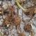 白芨苗紫花三叉白芨苗露天苗中宽叶驯化苗紫花白芨量大从优