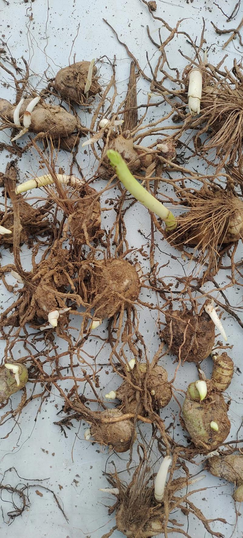 白芨苗紫花三叉白芨苗露天苗中宽叶驯化苗紫花白芨量大从优