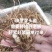 白芨苗紫花三叉白芨苗露天苗中宽叶驯化苗紫花白芨量大从优