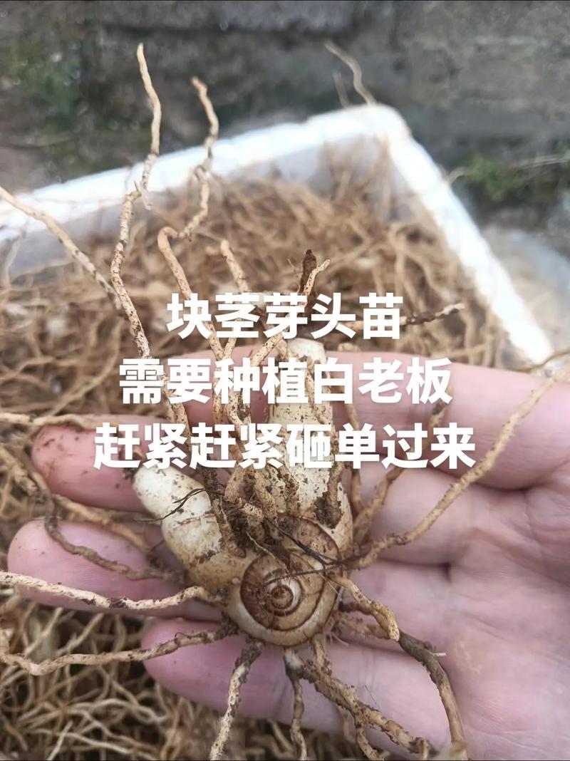 白芨苗紫花三叉白芨苗露天苗中宽叶驯化苗紫花白芨量大从优