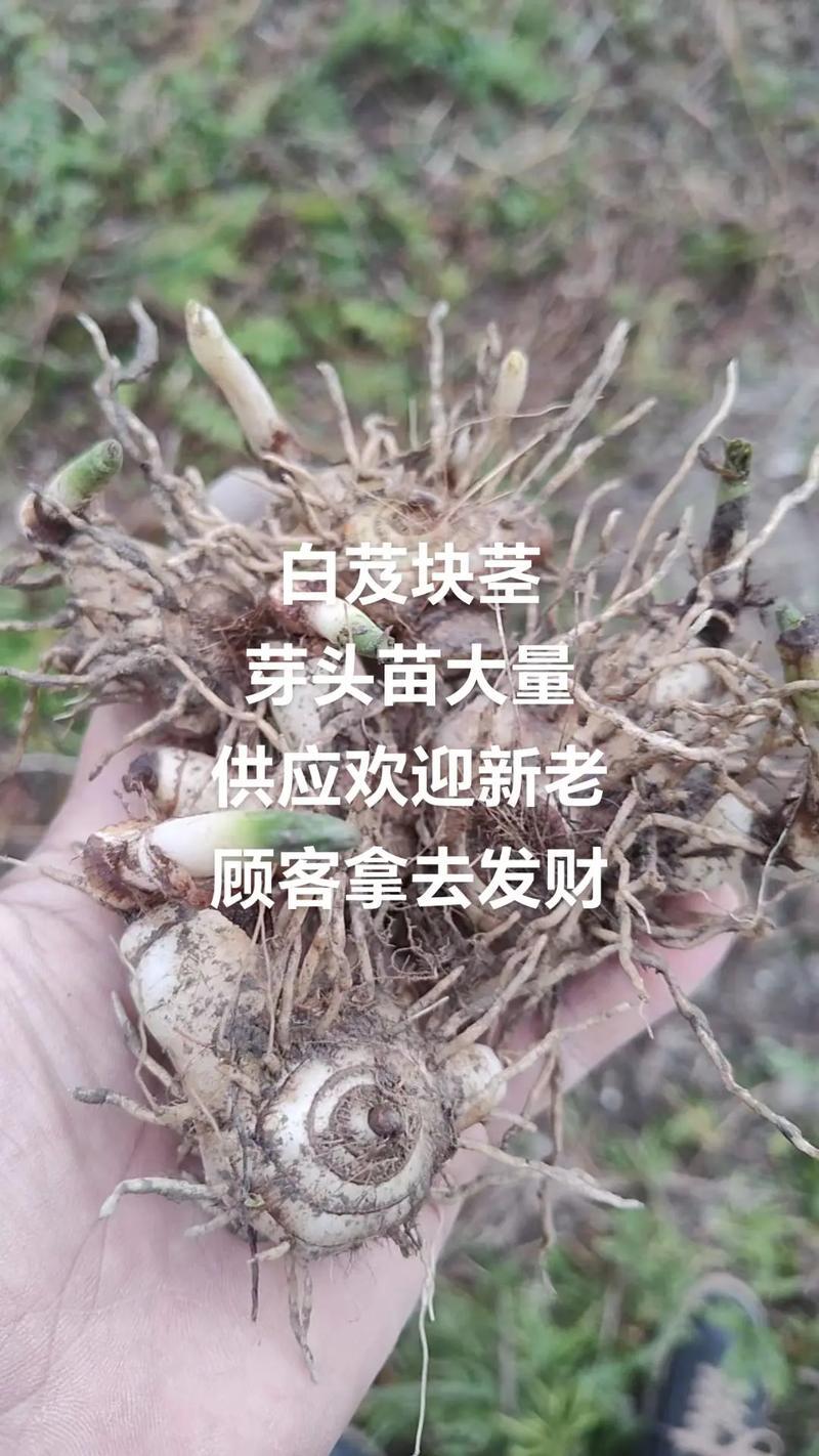 白芨苗紫花三叉白芨苗露天苗中宽叶驯化苗紫花白芨量大从优