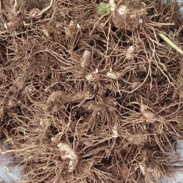 白芨苗紫花三叉白芨苗露天苗中宽叶驯化苗紫花白芨量大从优