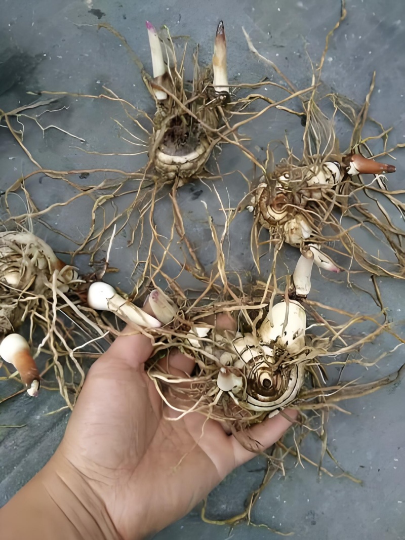 白芨苗紫花三叉白芨苗露天苗中宽叶驯化苗紫花白芨量大从优